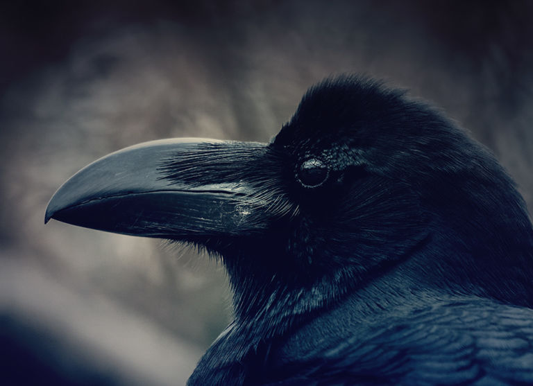 Close up of raven head profile