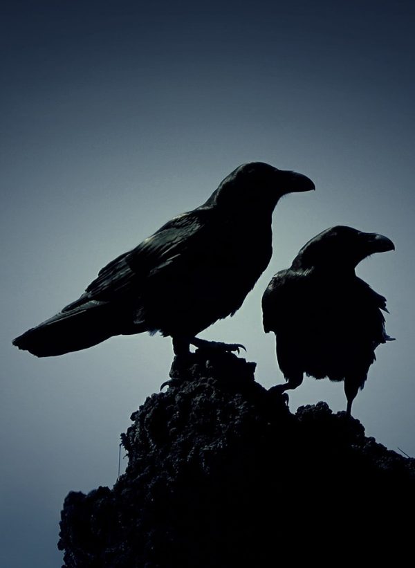 Odin's ravens Huginn and Muninn on a rock